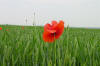 Poppies in Grain