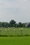 Parachute and Cows