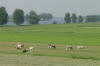 Cattle on the Canal 