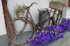 Lavender & Bikes 