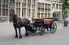Carriage Horse
