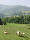 Pyrenees