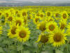 Sunflower Fields Forever 