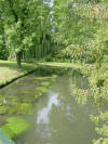 Weeping Willows