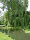 Weeping Willows