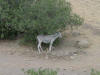 Donkey in the Shade