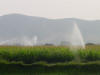 Water on Corn 