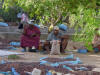 Sorting Argan