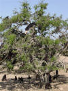 Grazing in a Tree