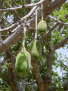 Fruit Pods