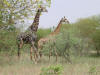 Giraffes Necking