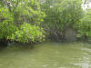 Mangroves 