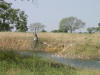 Egrets 