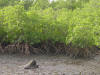 Mangrove Mud