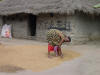 Drying Rice