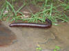 Millipede 