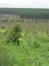  Sunflower and Pines