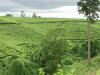 Tea Plantation 