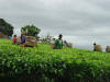 Picking Tea 