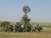 Windmills & Cactus