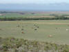 Cattle on Range