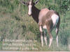 Bontebok 