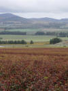 Vineyards Below