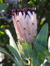 Protea 