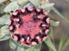 Protea 