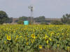 Sunflower/Windmill