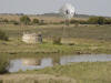 Egret & Windmill 