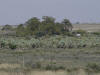 Karoo Cacti