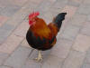 One Legged Rooster