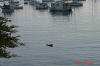 A Playful Seal in Monterey Harbor