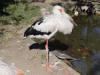 Stork 