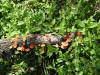 Colorful Mushrooms