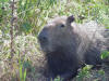 Capybara 