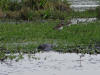 Chicks n Gator 