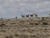 Guanaco 