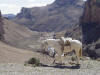 Horse and Canyon 