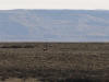 Lone Guanaco