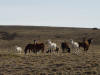 Wild Horses