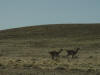 Guanaco on Run