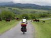 Cattle Crossing