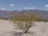 Seed Pods