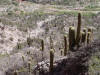 Cactus Patch