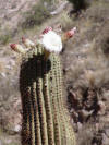 Cactus in Bloom