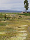 Drying Reeds