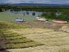 Reeds & Boats