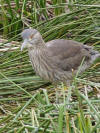 Floating Isle Bird